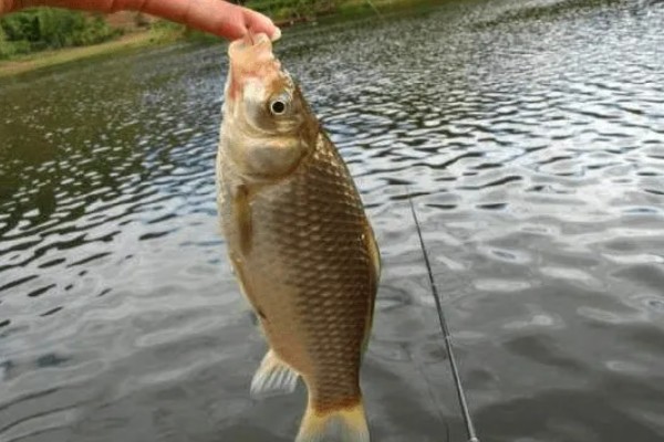 夏天野钓鲫鱼用什么浮漂，可以用孔雀翎的浮漂