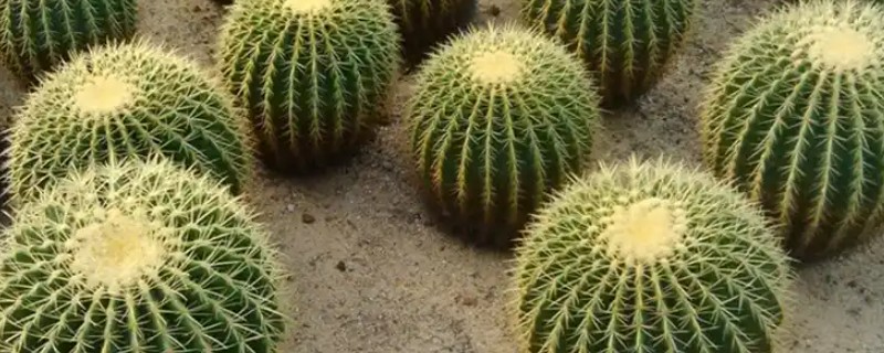 仙人球的花语，寓意坚强勇敢、善良美好等