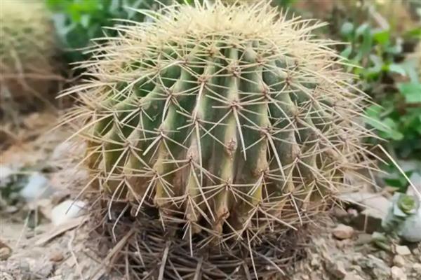 仙人球的花语，寓意坚强勇敢、善良美好等