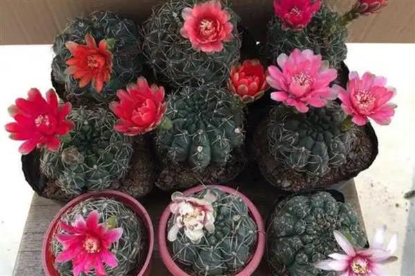 仙人球的花语，寓意坚强勇敢、善良美好等