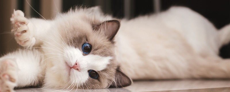 布偶猫品种介绍，一天到晚喜欢各种吃