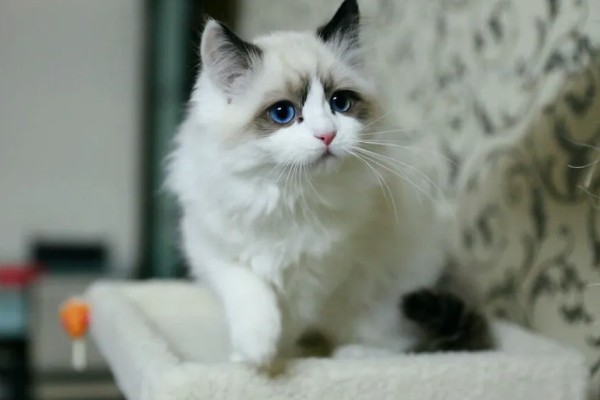 布偶猫品种介绍，一天到晚喜欢各种吃