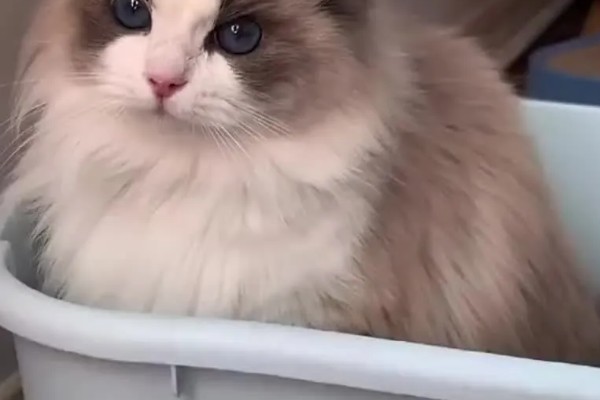 布偶猫品种介绍，一天到晚喜欢各种吃