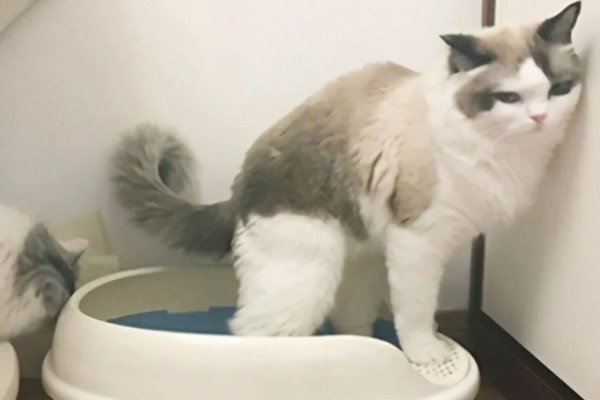 布偶猫品种介绍，一天到晚喜欢各种吃