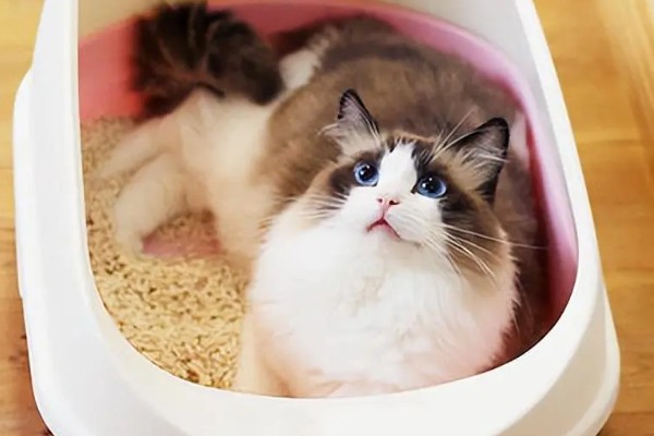 布偶猫品种介绍，一天到晚喜欢各种吃
