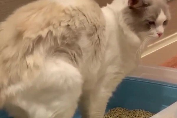 布偶猫品种介绍，一天到晚喜欢各种吃