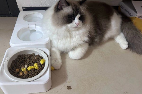 布偶猫品种介绍，一天到晚喜欢各种吃