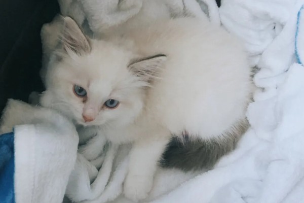 布偶猫品种介绍，一天到晚喜欢各种吃