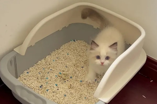 布偶猫品种介绍，一天到晚喜欢各种吃