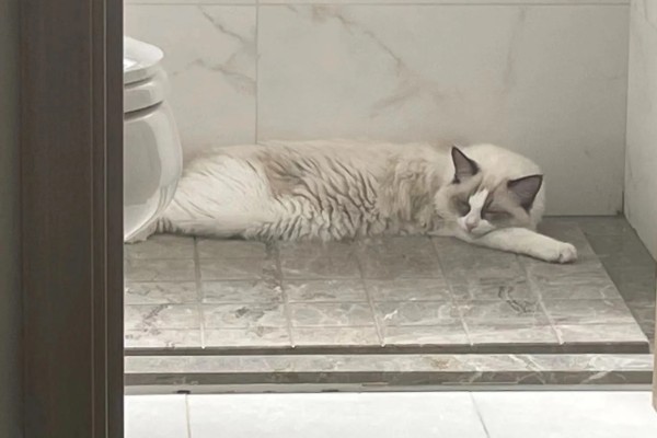 布偶猫品种介绍，一天到晚喜欢各种吃
