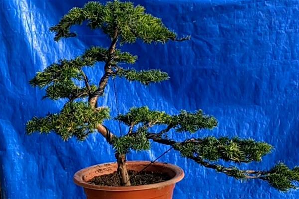 盆栽红豆杉的室内养殖方法,每隔1-2年换一次盆
