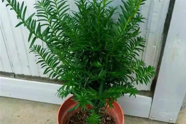盆栽红豆杉的室内养殖方法,每隔1-2年换一次盆
