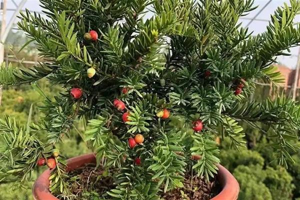 盆栽红豆杉的室内养殖方法,每隔1-2年换一次盆