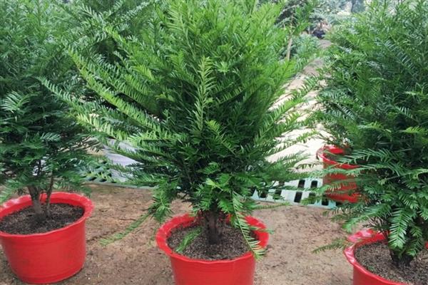 盆栽红豆杉的室内养殖方法,每隔1-2年换一次盆