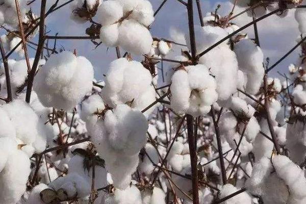 豫棉706棉花种子介绍，高抗棉铃虫