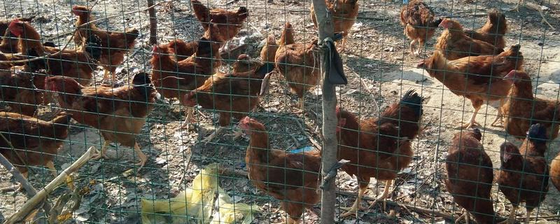 鸡身上的跳蚤用哪种药，可选择除虫菊酯、马拉硫磷等
