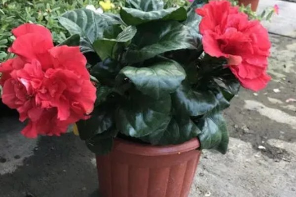 可以往芙蓉花叶片上浇水吗，尽量不要浇水到叶片上