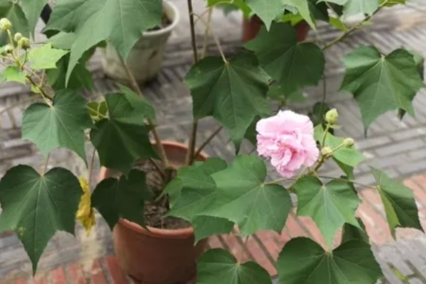 可以往芙蓉花叶片上浇水吗，尽量不要浇水到叶片上