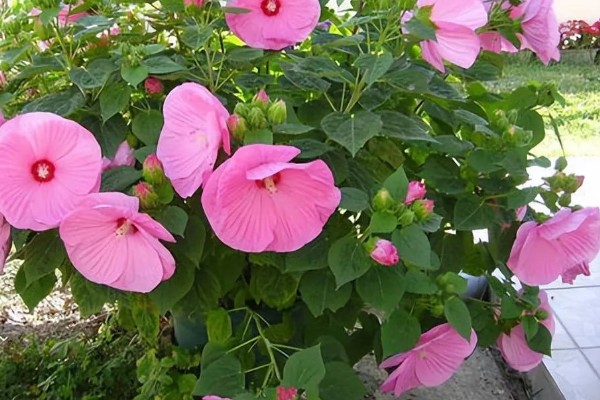 可以往芙蓉花叶片上浇水吗，尽量不要浇水到叶片上