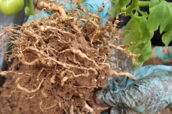 番茄根部病害及防治方法，常见的有根结线虫病、枯萎蔫病等