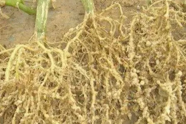 番茄根部病害及防治方法，常见的有根结线虫病、枯萎蔫病等
