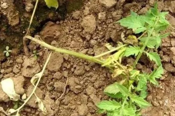 番茄根部病害及防治方法，常见的有根结线虫病、枯萎蔫病等