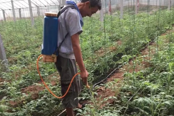 番茄根部病害及防治方法，常见的有根结线虫病、枯萎蔫病等