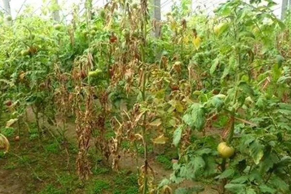 番茄根部病害及防治方法，常见的有根结线虫病、枯萎蔫病等
