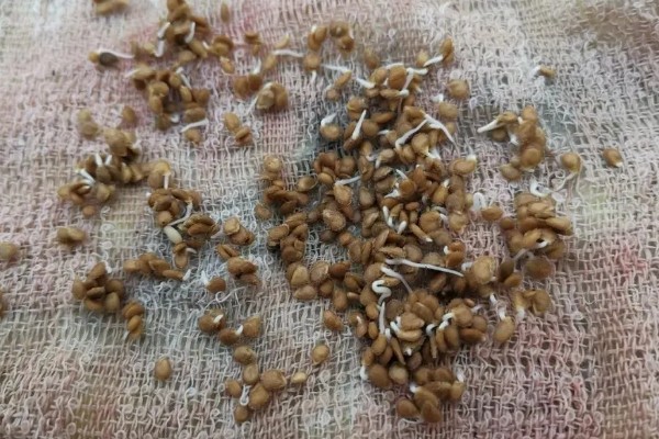 番茄根部病害及防治方法，常见的有根结线虫病、枯萎蔫病等