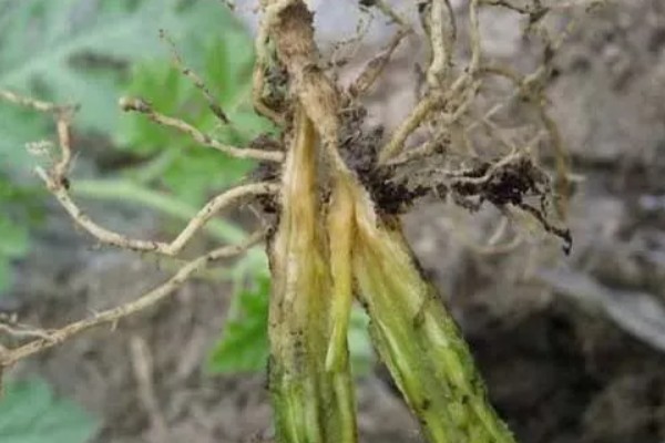 番茄根部病害及防治方法，常见的有根结线虫病、枯萎蔫病等