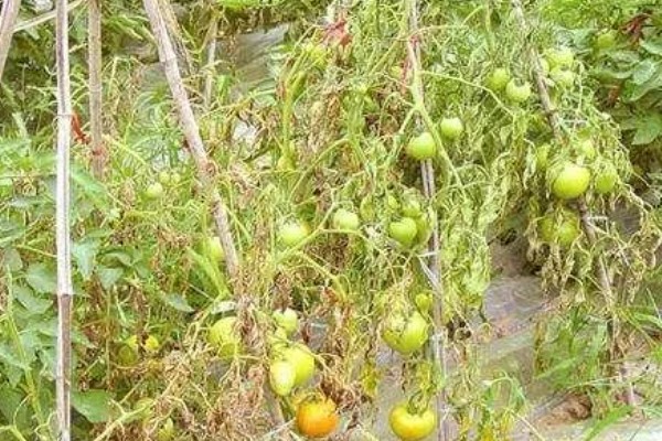 番茄根部病害及防治方法，常见的有根结线虫病、枯萎蔫病等
