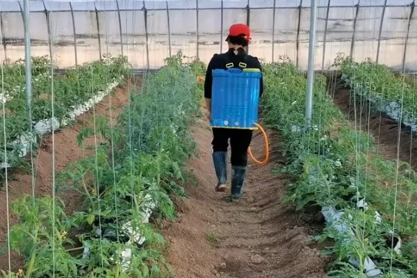 番茄根部病害及防治方法，常见的有根结线虫病、枯萎蔫病等