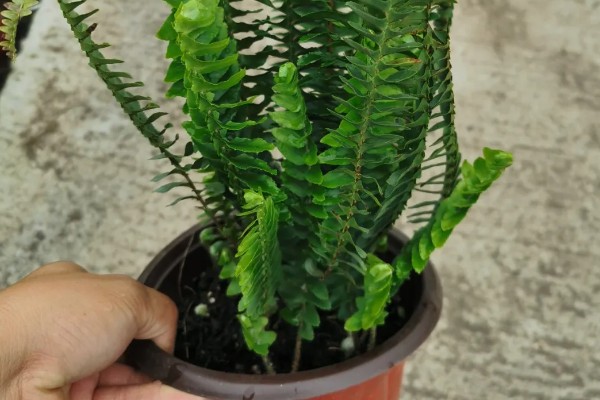 蜈蚣草怎样繁殖，通过分株法或者孢子进行繁殖