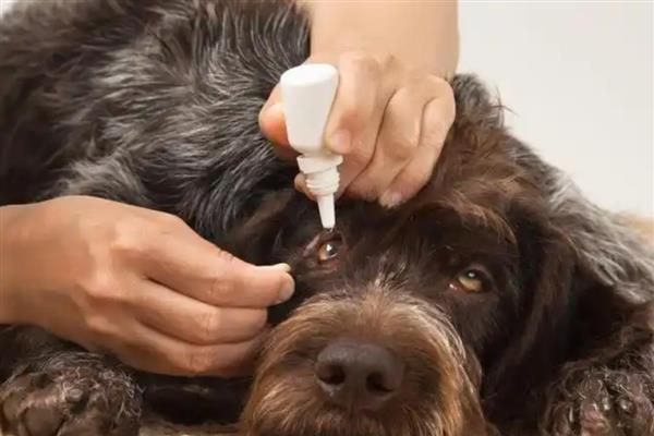 狗狗眼睛有黄色眼屎的原因，多半是上火所致