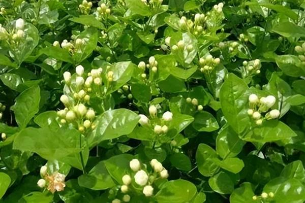 秋天茉莉花叶子发黄怎么处理，需补充光照或更换土壤等