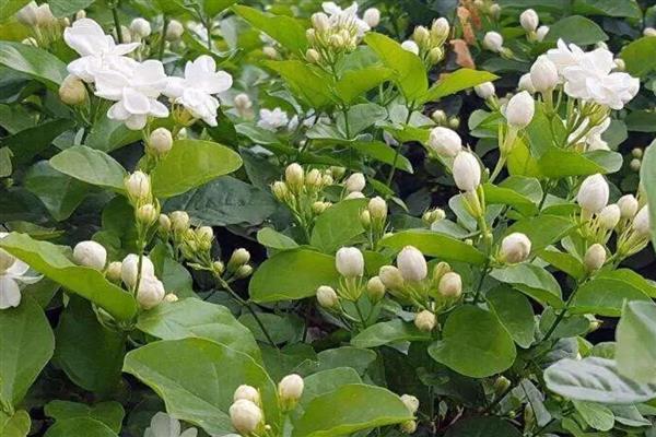 秋天茉莉花叶子发黄怎么处理，需补充光照或更换土壤等