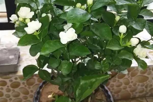 秋天茉莉花叶子发黄怎么处理，需补充光照或更换土壤等