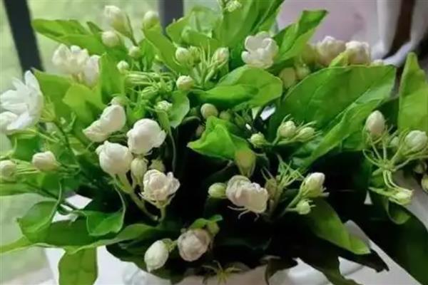 秋天茉莉花叶子发黄怎么处理，需补充光照或更换土壤等