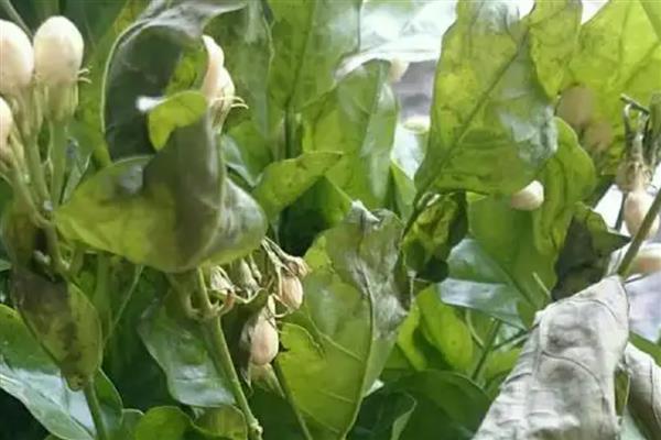 秋天茉莉花叶子发黄怎么处理，需补充光照或更换土壤等
