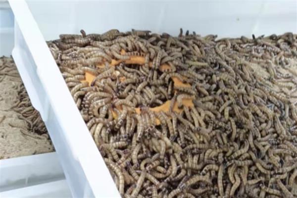 蛋白虫是不是黄粉虫，蛋白虫不是黄粉虫