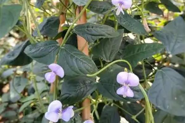 长豆角开花期的管理方法，要控制好环境温度