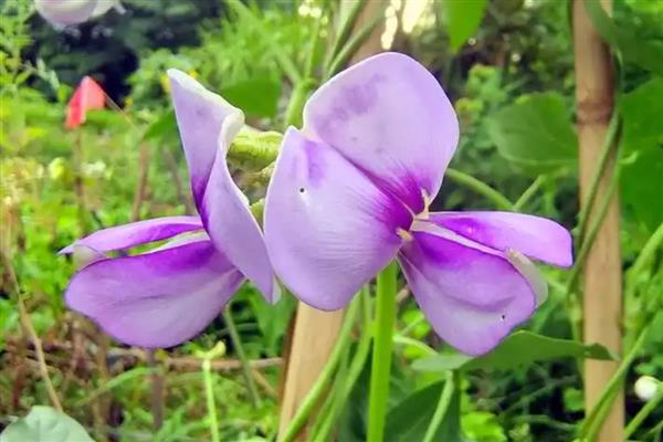 长豆角开花期的管理方法，要控制好环境温度