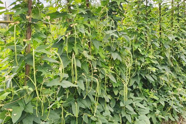 长豆角开花期的管理方法，要控制好环境温度