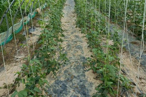 长豆角开花期的管理方法，要控制好环境温度