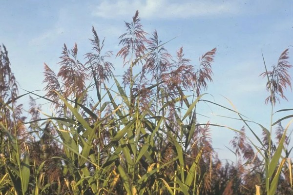 芦苇的花语，寓意坚韧不拔的精神