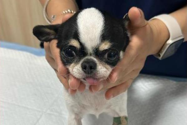 狗狗脑积水的病症表现，会出现意识障碍、感觉障碍等