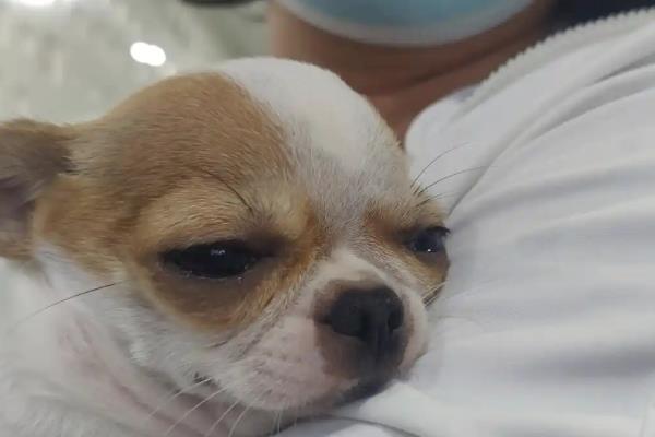 狗狗脑积水的病症表现，会出现意识障碍、感觉障碍等