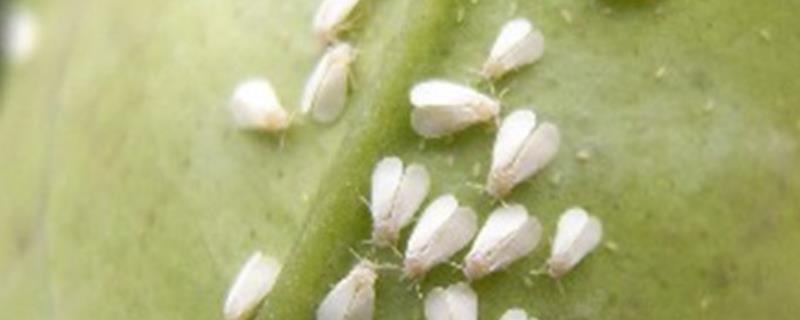 如何防治棉粉虱，可利用黄板诱杀