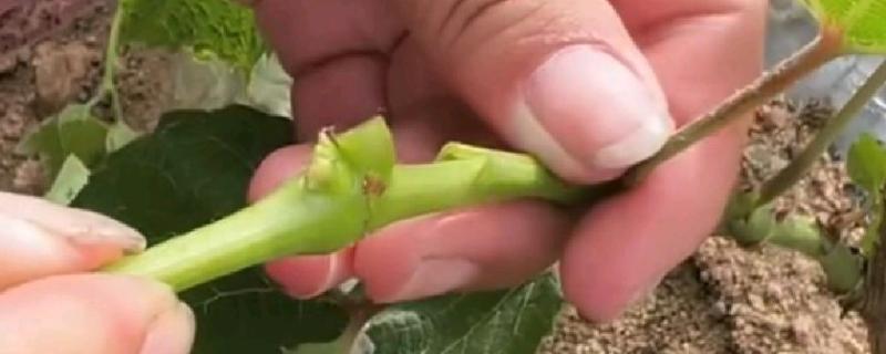 葡萄什么时候硬枝嫁接，可以在二月份到三月份进行