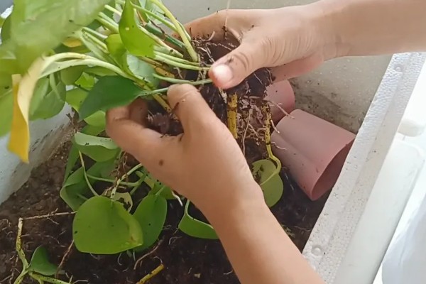 绿罗兰叶子发黄的原因，可能是浇水过度所致
